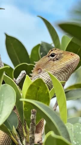 This tiny, wild hunter, a stunningly beautiful lizard, stands majestically like a king of the green world, captivating every gaze from the first glance.