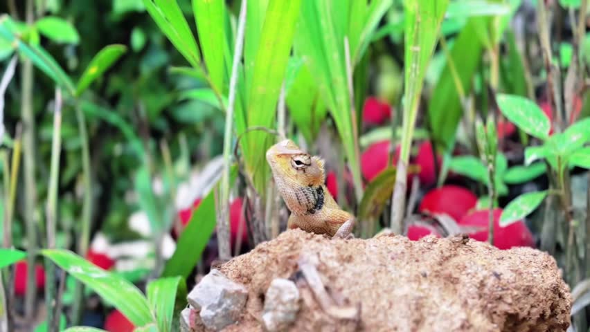 This tiny, wild hunter, a stunningly beautiful lizard, stands majestically like a king of the green world, captivating every gaze from the first glance.