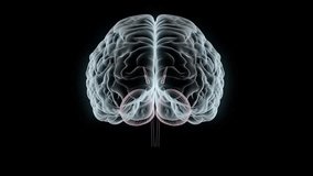 3d render of human brain anatomy science concept medical research computer - Powered by Shutterstock - Get 15% off with code: PIKWIZARD15