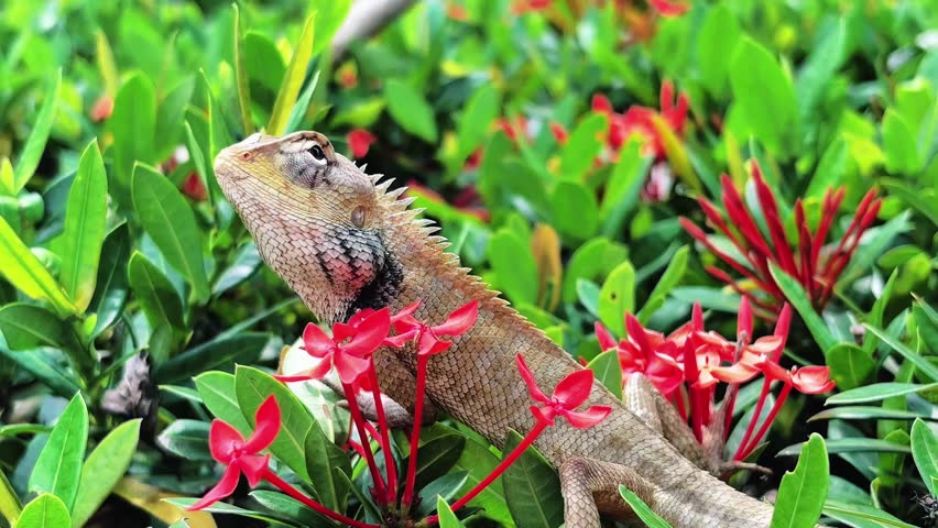 This tiny, wild hunter, a stunningly beautiful lizard, stands majestically like a king of the green world, captivating every gaze from the first glance.