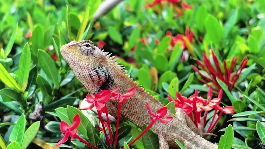 This tiny, wild hunter, a stunningly beautiful lizard, stands majestically like a king of the green world, captivating every gaze from the first glance.