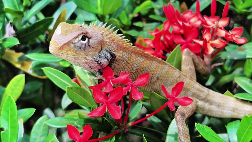 This tiny, wild hunter, a stunningly beautiful lizard, stands majestically like a king of the green world, captivating every gaze from the first glance.