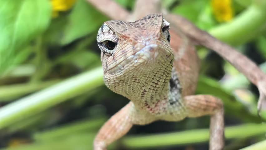 This tiny, wild hunter, a stunningly beautiful lizard, stands majestically like a king of the green world, captivating every gaze from the first glance.