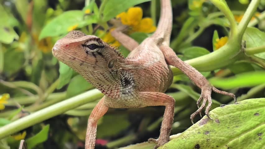 This tiny, wild hunter, a stunningly beautiful lizard, stands majestically like a king of the green world, captivating every gaze from the first glance.