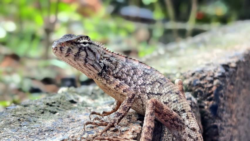 This tiny, wild hunter, a stunningly beautiful lizard, stands majestically like a king of the green world, captivating every gaze from the first glance.