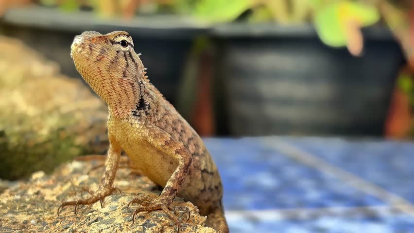 This tiny, wild hunter, a stunningly beautiful lizard, stands majestically like a king of the green world, captivating every gaze from the first glance.