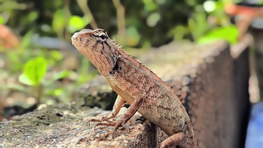 This tiny, wild hunter, a stunningly beautiful lizard, stands majestically like a king of the green world, captivating every gaze from the first glance.