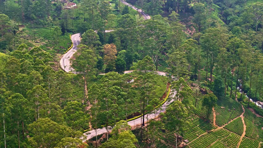 A narrow hill road snakes between tall trees and terraced tea plots in the Sri Lankan highlands, seen from a high aerial angle.