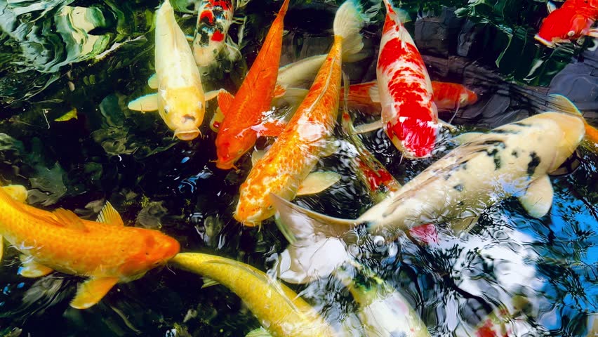 Colorful koi fish swimming and feeding near the water surface in a decorative pond, creating vivid ripples, reflections, and energetic movement in a serene outdoor garden setting