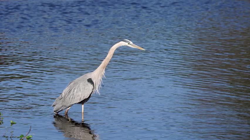 Close-up footage of a great blue heron standing in the water, showcasing elegant posture, detailed plumage, and natural wetland bird behavior in stunning 4K resolution.
