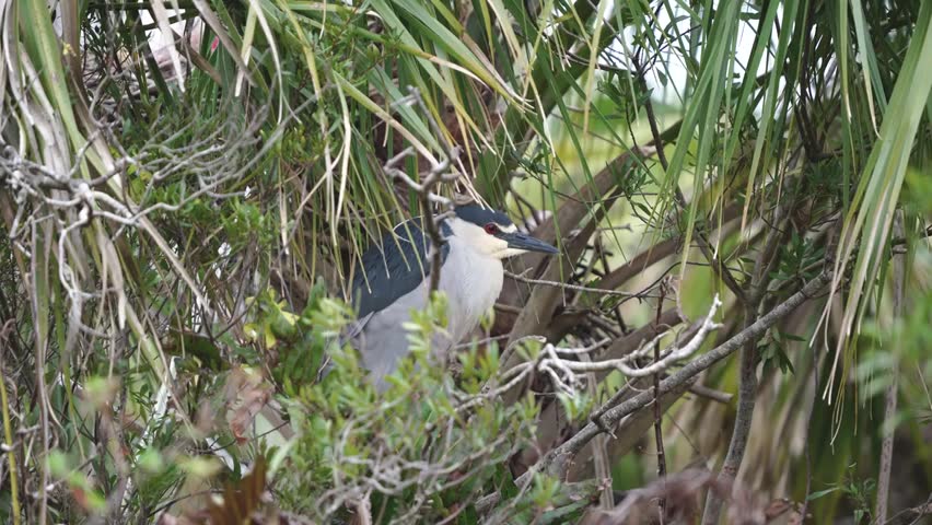 Close-up footage of a black-crowned night heron in its natural habitat, showcasing distinctive plumage, alert posture, and natural wetland bird behavior in stunning 4K resolution.
