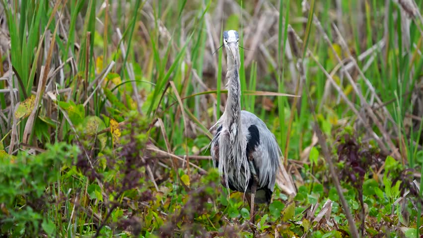 Close-up footage of a great blue heron in its natural habitat, showcasing elegant posture, detailed plumage, and natural wading bird behavior in stunning 4K resolution.