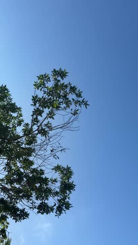 View of green tree tops reaching toward a clear blue sky on a bright day