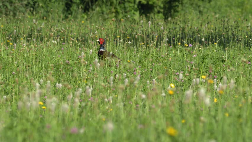 Common Pheasant Standing in a Lush Green Wildflower Meadow 4K Slow Motion