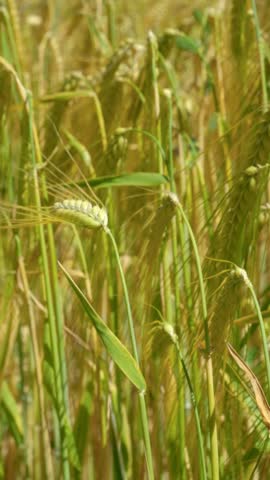 Organic barley crop growing on a farm, harvesting concept.