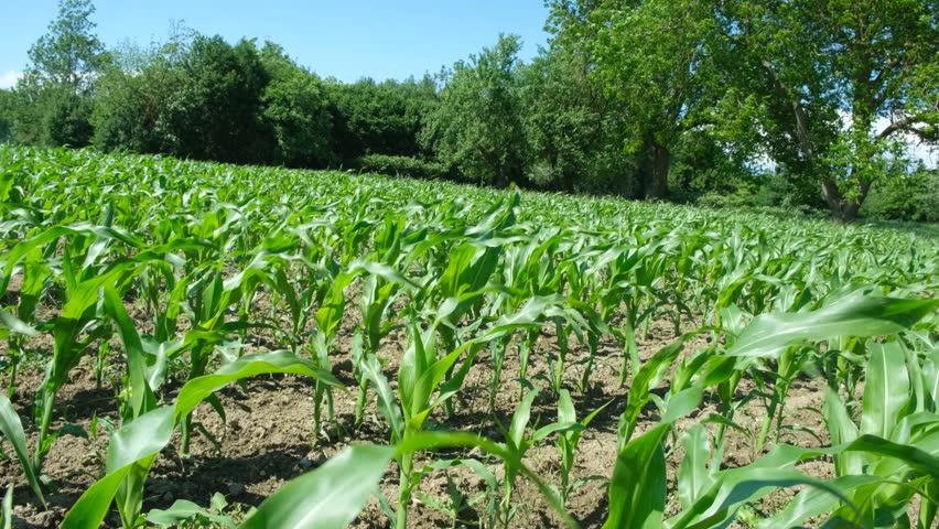 Organic maize corn plantation under a clear blue sky.