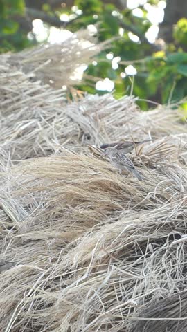 A pair of house sparrows nesting in a traditional thatched straw roof, showing natural bird behavior in a rural environment.