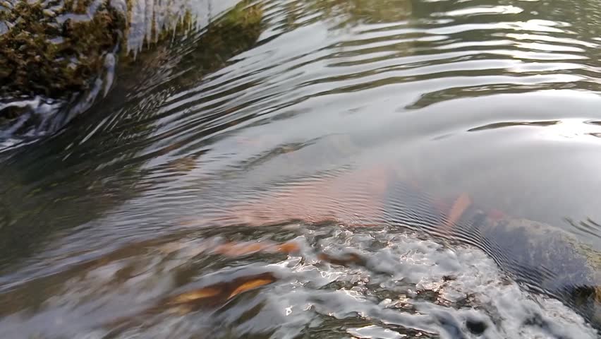 water background river flowing seen up close calm flowing river water clear 