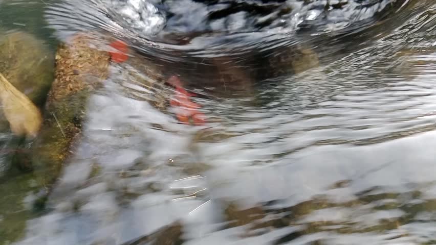 water background river flowing seen up close calm flowing river water clear 