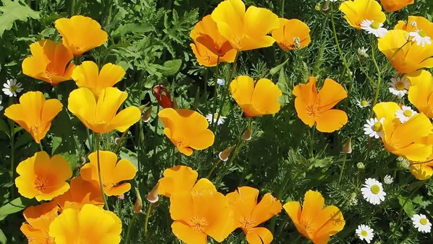 Eschscholzia californica 