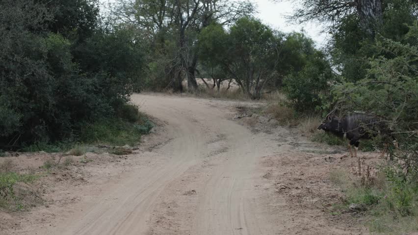 Nyala bulls crossing the road - Fast forward