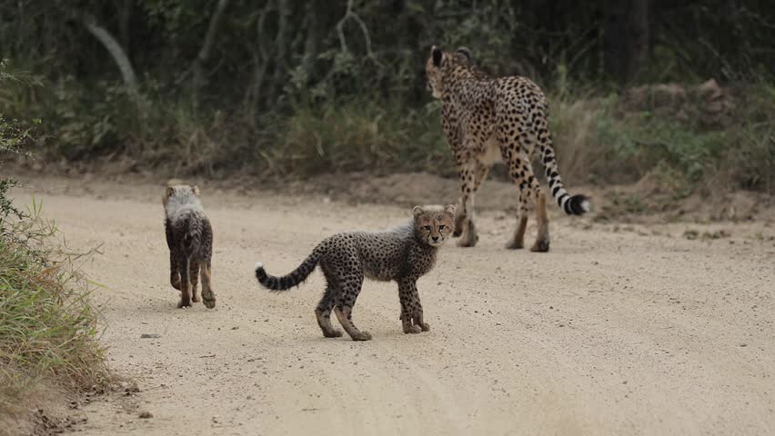  a cheetah mother leading her small cubs away