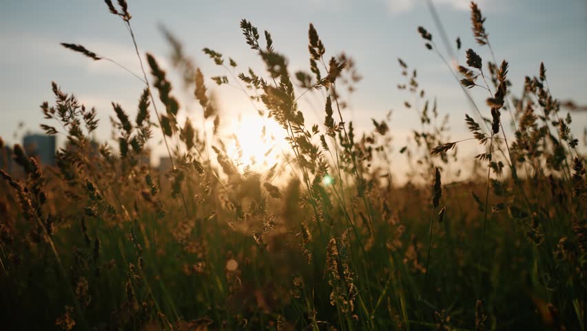 Golden light of the setting sun shining through tall blades of grass swaying gently in a light breeze on a summer evening, creating a warm and soft natural background