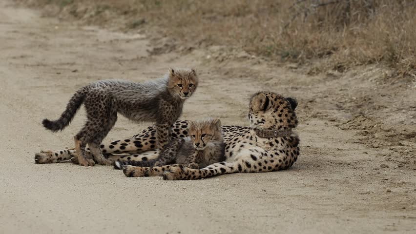  A cheetah mother grooming her cub