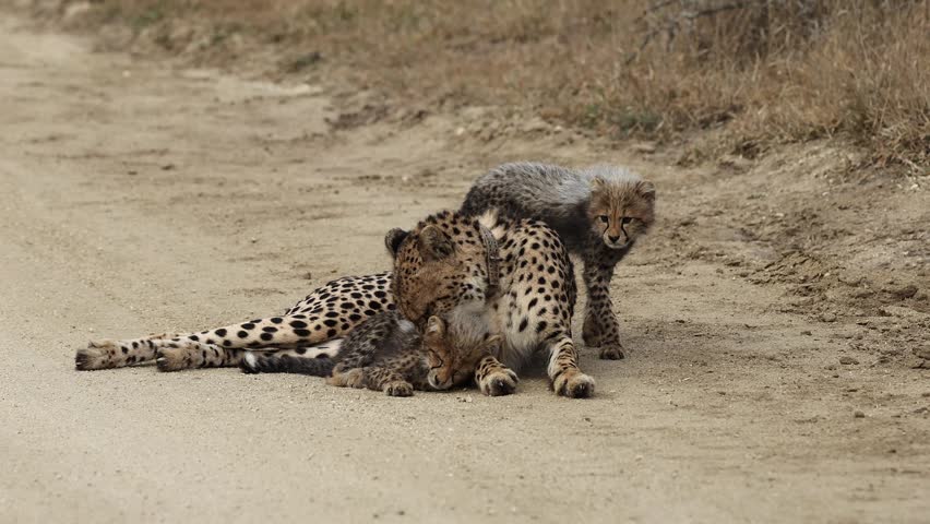  A cheetah mother grooming her cubs