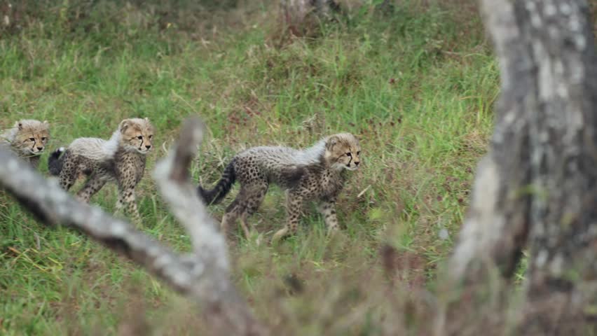 Cheetah cubs running through long grass
