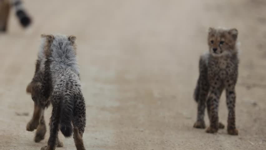  Playful cheetah cubs on the road