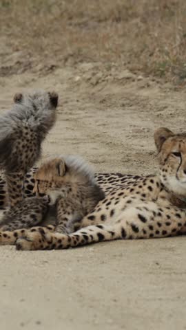 Vertical video, cheetah mother grooming her cub.