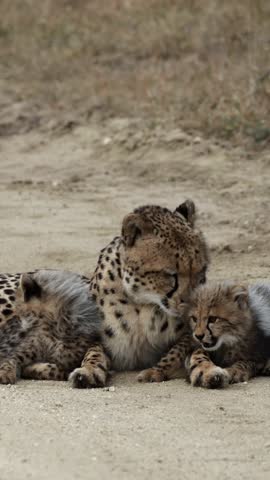 Vertical video, cheetah mother grooming her cubs