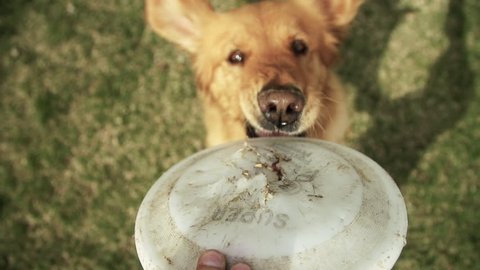 Dog Biting Frisbee In Super Slow Motion 240fps