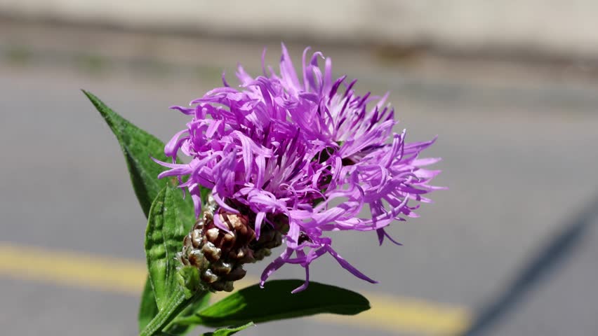 Purple flower with spiky petals and green leaves sways in the breeze against a blurred asphalt background, highlighting its vibrant colors and natural beauty