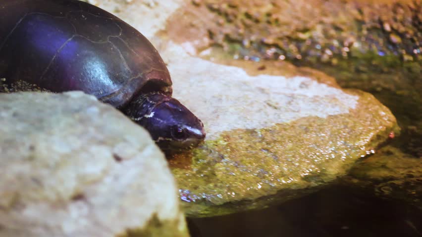 Small turtle diving into water from wet rock close up slow motion exotic reptile wildlife
