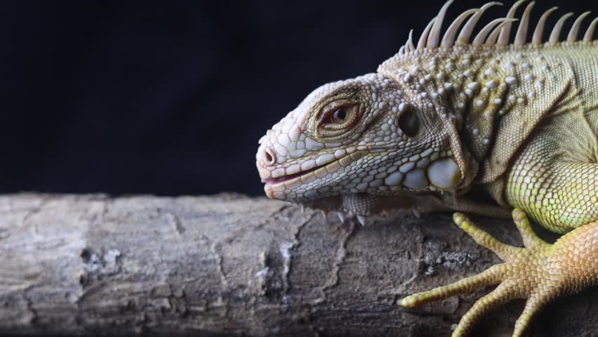 close-up of a yellow albino iguana in a dark tropical jungle