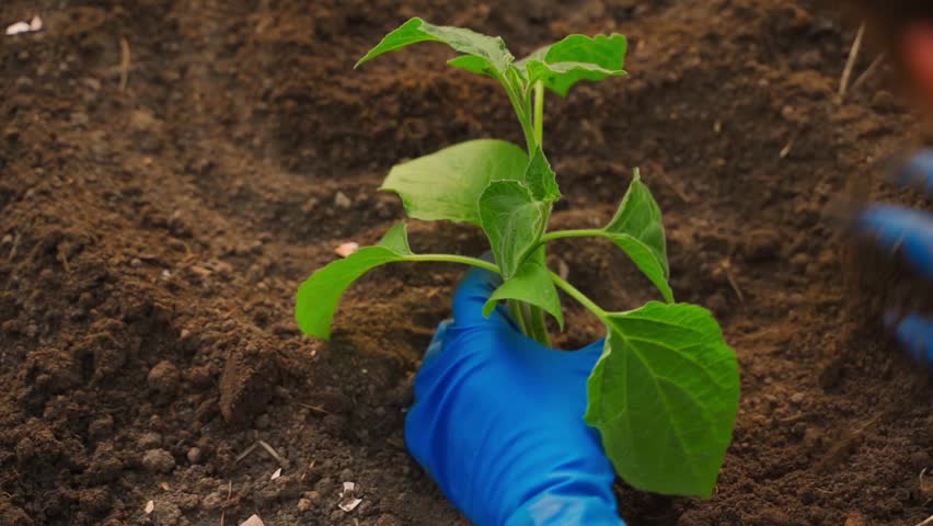 Female hands in blue rubber gloves planting physalis seedling in garden bed