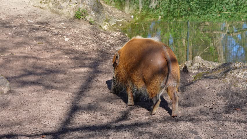 Red river hog, Potamochoerus porcus, also known as the bush pig. This pig has an acute sense of smell to locate food underground.