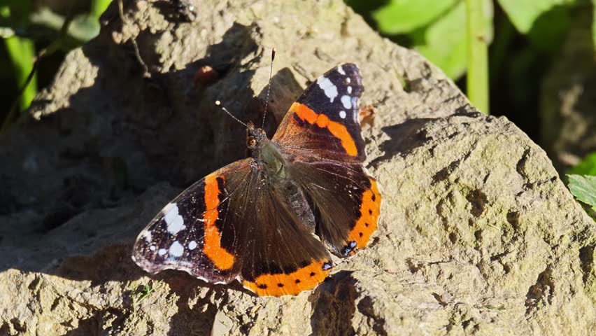 Red Admiral butterfly with vibrant orange and black wings perched on a textured rock surrounded by green foliage in a natural outdoor setting