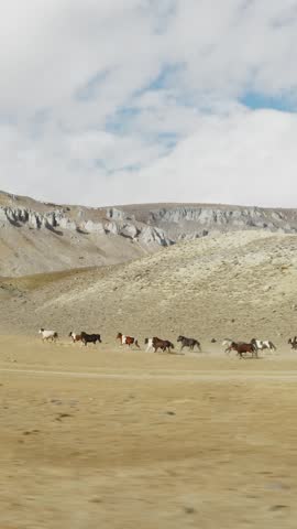 Herd of free mustangs, horses, equines, and animals gallops through arid steppe with dust, dry grass, and open wilderness. Scenic mountain desert background works for travel, wildlife, nature