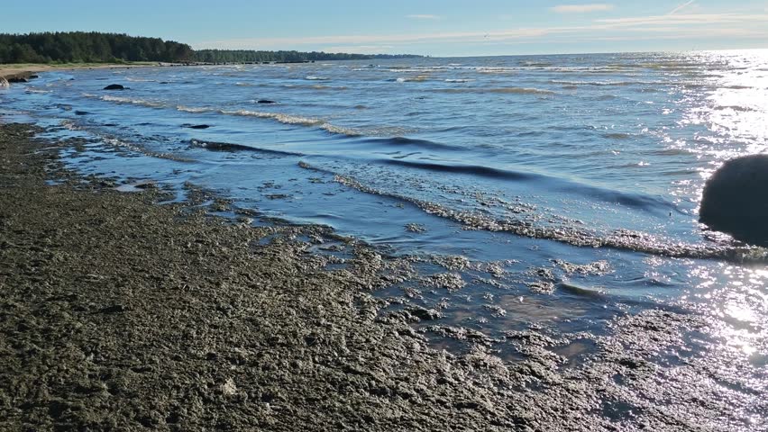 Coastal shoreline with visible mud and water interaction, waves gently lapping against the shore, surrounded by trees and a clear blue sky in a serene natural setting