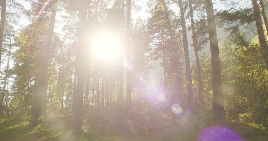 Atmospheric forest timelapse shows sunlight moving through tall pine trees in peaceful natural woodland landscape. Dense forest, woodland, trees, and green foliage create cinematic nature scene with