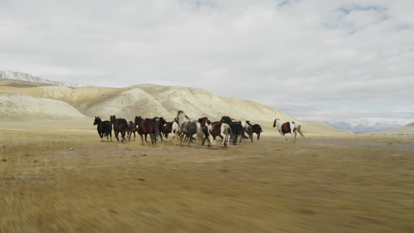 Herd of free mustangs, horses, equines, and animals gallops through arid steppe with dust, dry grass, and open wilderness. Scenic mountain desert background works for travel, wildlife, nature