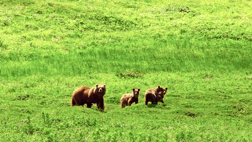 Protective mother bear interacting and playing with her three cubs in a lush green meadow