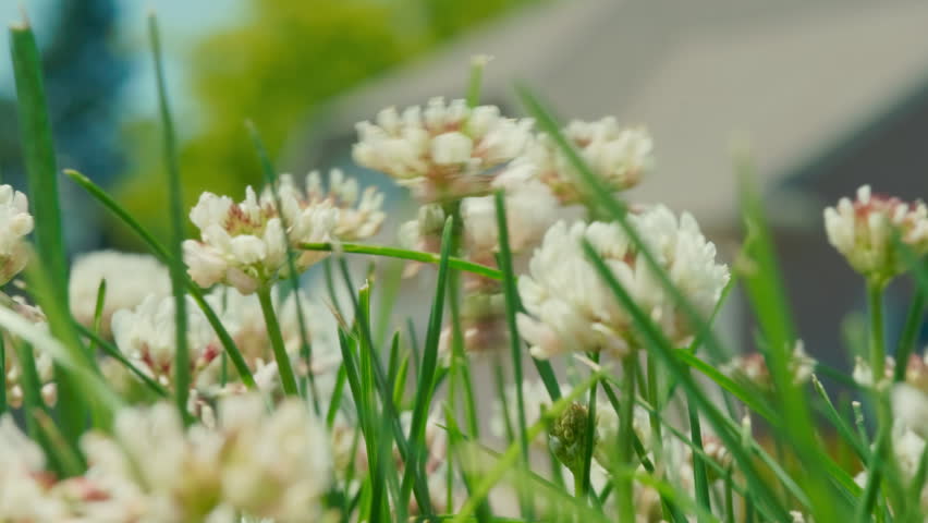 Macro close-up of white clover flowers and tall grass swaying softly in a sunny residential yard