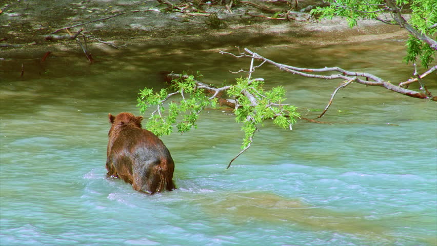 Large Kamchatka brown bear successfully catches a salmon and leaves the river with its prey