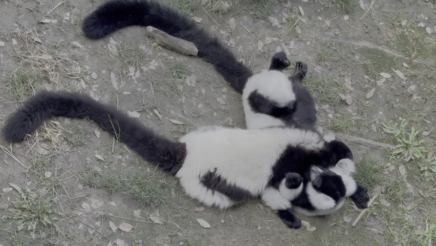 Lemurs Black and White Ruffed Lemurs Playing and Grooming on Ground Close Up