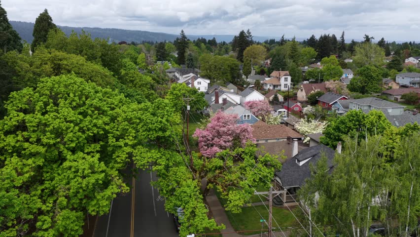 Tree-lined residential street with blooming pink cherry blossoms and colorful single-family homes spreading toward forested hills in spring in Portland, Oregon, USA. Aerial drone flyover. Quiet scene