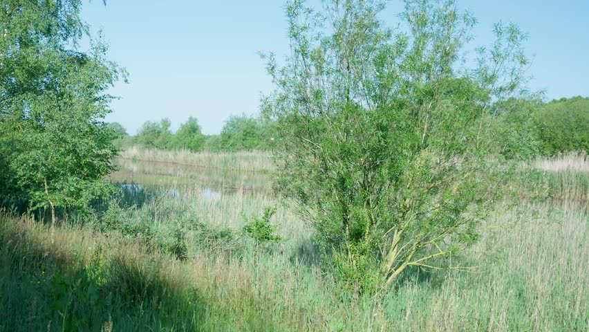 Scenic natural wetland landscape with lake and reeds